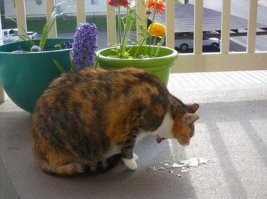 Спасибо, поблевал.