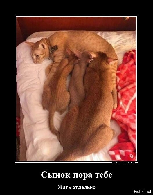 Моя девушка вкусно готовит. Да я и сам жарю котлеты ок.
А наш герой пусть едет к маме, ест котлетки