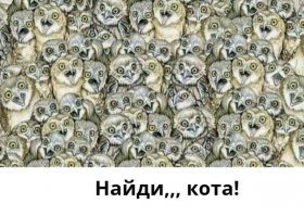 Сова напугала кошку своим видом