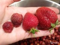 Может это вы покупаете землянику а вот мы покупаем и выращиваем клубнику .На фото справа клубника а слева земляника