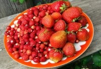 Может это вы покупаете землянику а вот мы покупаем и выращиваем клубнику .На фото справа клубника а слева земляника