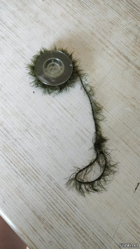 прислали поводок, надо опробовать.