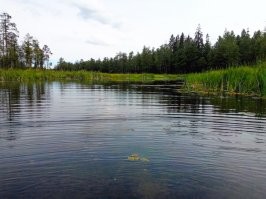 В гатчинской Колпанке позавчера! )