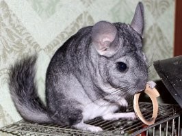 Моя, с патроном для лампы расправилась...не понравился понимаешь..