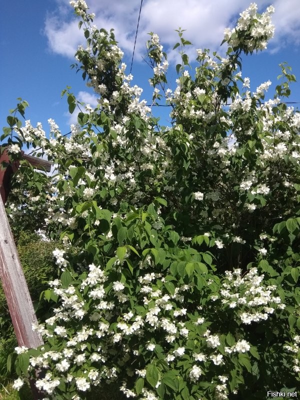 Мой жасмин.