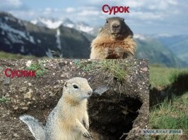 Смешные картинки