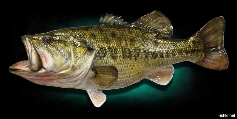 Похож на басса. В США распространенный вид рыбы, как объект рыбной ловли в пресноводных водоемах.
