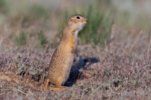 Вы вообще суслика от байбака (сурка) отличаете? Вот суслик.