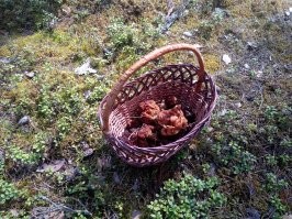 Каждые майские праздники за строчками ездим. Обалденный гриб!