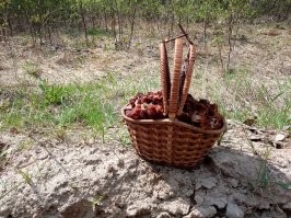 Каждые майские праздники за строчками ездим. Обалденный гриб!