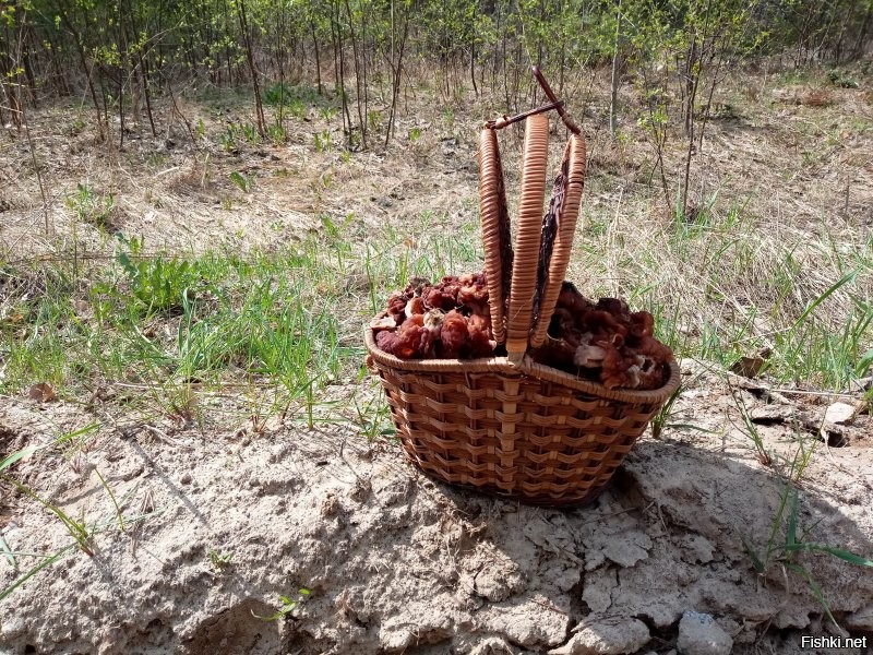 Каждые майские праздники за строчками ездим. Обалденный гриб!