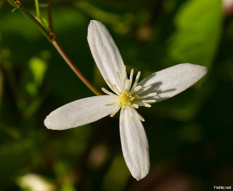 Мои жасмины (чубушники). Кликабельно (1024px).