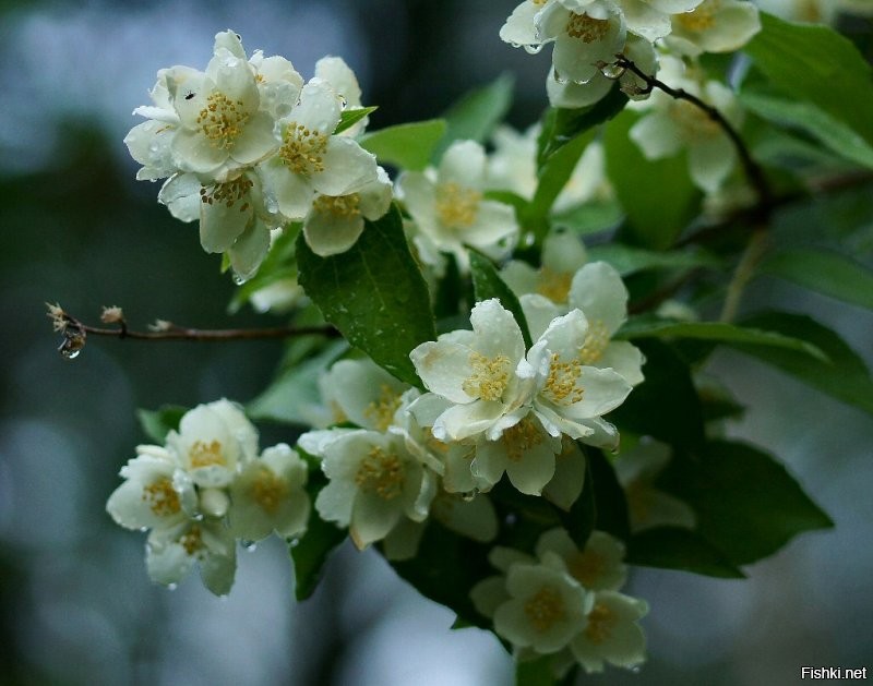 Мои жасмины (чубушники). Кликабельно (1024px).