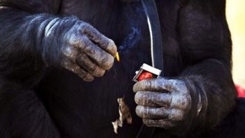 Американец не заметил, как поджег собственный дом фейерверком