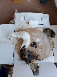 Приехали в сад-огород после зимы. 
В ловушку для мышей на клей попалась и ласка. Трупы что ли объедать собиралась?
За сколько лет обычно мыши попадались, откуда взялась?