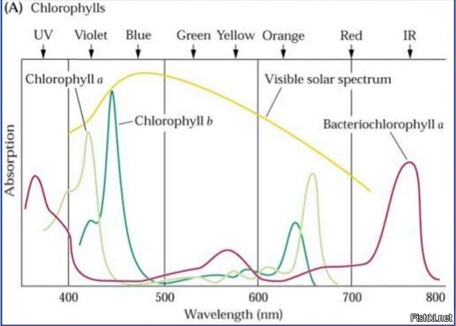 У нас вот, как пример..