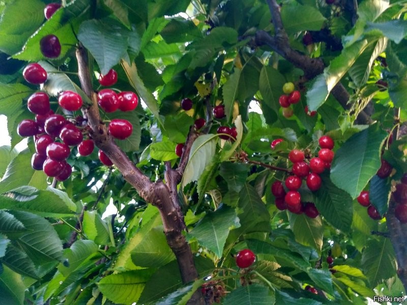 Солянка от 07.07.2020