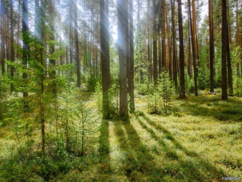 Солянка от 07.07.2020