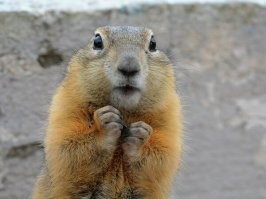 Схватка двух сурков в степи Казахстана попала на видео