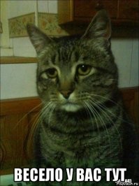 Бездомный кот, который идеально описывает своим внешним видом первую половину 2020 года