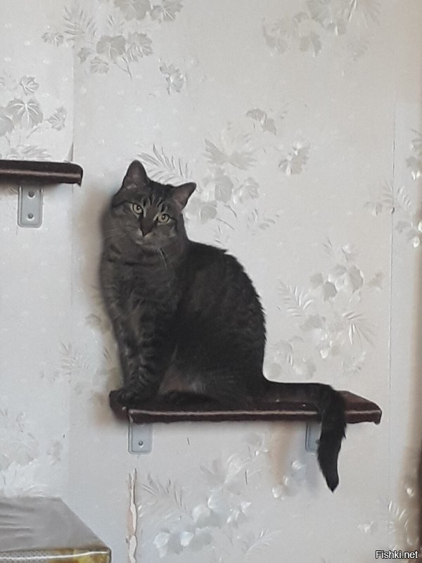 Видимо, дальняя родственница моей дурынде.