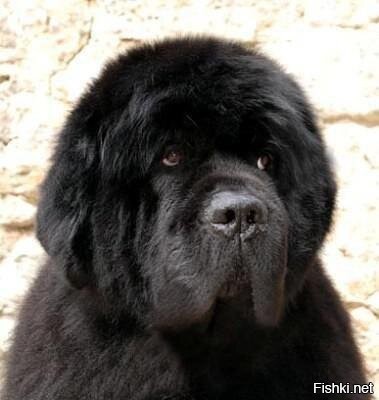 Конюхову надо ньюфаундленда завести. Вот уж кто готов гулять в любое время дня и ночи и вообще куда угодно - хоть в море, хоть в горы, хоть в тайгу, хоть в снега... Да и транспорта не боится. Ему пофиг, на чем ехать: самолёты, поезда, автомобили, корабли.