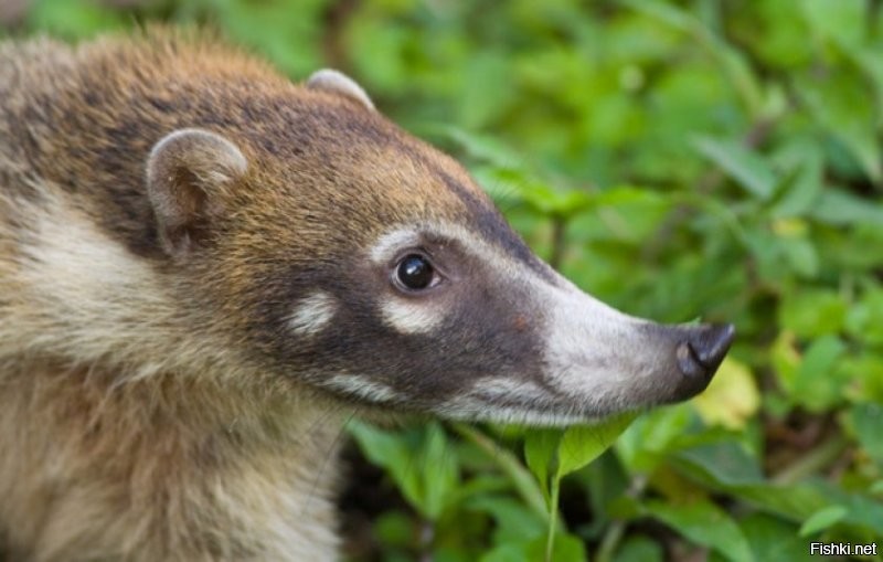 Носуха или Коати. Ещё один американский енот.