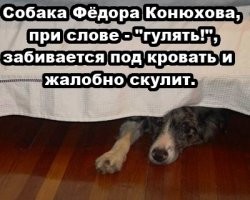 Смешные картинки