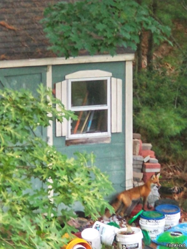 У меня зайцы и/или на заднем дворе живут постояно.
А также сурки, бурундуки, белки...
Ещё и лису удалось недавно заснятьу сарайчика. Её много раз видеи, но сфотографировать не удавалось.