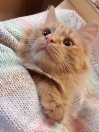 а я люблю рыжих.