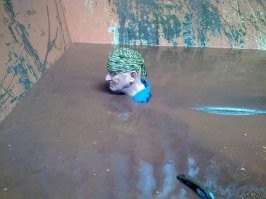 К сантехнику приходит практикант. Тут авария. Вызывают на выезд. Приезжают. Канализационный люк. Из него течет дерьмо. Сантехник подходит к люку и ныряет.
Через минуту выныривает, кричит:
- Ключ на 19.
Снова ныряет. Через полминуты выныривает:
- Прокладку No.6.
Опять ныряет. Выныривает:
- Ключ на 26.
Ныряет. Через минуту выныривает. Выходит, отряхивается и закуривает. Сел, отдышался и говорит практиканту:
- Вот так!.. Учись, сынок! А то так и будешь всю жизнь ключи подавать...