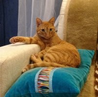 Почти один в один!!))) Сам не очень рыжих котов жаловал, но 4,5 года назад не смог пройти мимо взгляда на приютской фотке.. В итоге 4,5 года душа в душу))