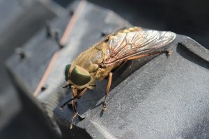 Игры детства были в основном с паутами. Кусаются заразы как слоны, но из за больших размеров неуклюжие достаётся от них в основном коровам. Жала в заднице нет, иные экземпляры больше спичечного коробка бывают. Нитка привязывалась к кончику задницы, а дальше изобретай, комбинируй....