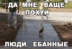 Спасение кенгуру с неожиданным финалом