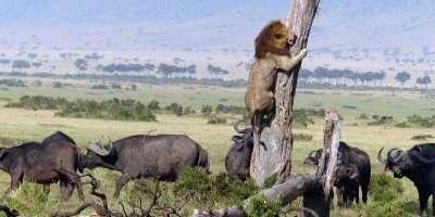 Посмотри, охотники далеко?