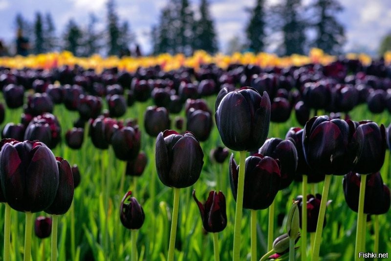 На чёрные помидоры есть чёрныё тюльпаны!!!