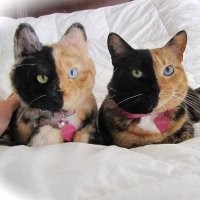 Коты делают все одинаково