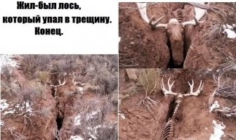 Да, хорошо, что есть рога :)