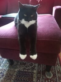 Забрала Зорро из приюта пол года назад,он только только стал мне доверять.Добрый,ласковый,хороший парень,иногда правда приносит воробьев и мышей) Видно в знак благодарности)