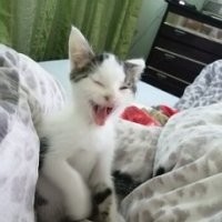 Вот мои коты. Они не чихают. Рыжий Джонни мылся и спозировал вот в таком виде, а мелкий кот - зевал