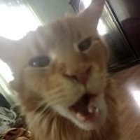 Вот мои коты. Они не чихают. Рыжий Джонни мылся и спозировал вот в таком виде, а мелкий кот - зевал