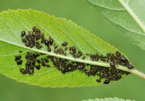 Положительный муравей? А чего ж их так не любят на садово-дачных участках? ))
Фотопример - муравьиная ферма (кто не в курсе - они разводят тлей, фото мои):