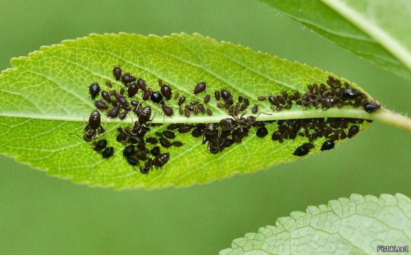 Положительный муравей? А чего ж их так не любят на садово-дачных участках? ))
Фотопример - муравьиная ферма (кто не в курсе - они разводят тлей, фото мои):