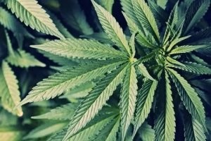 а это тот самый сорняк