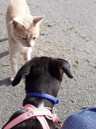 Моя самая свежая подобранка.))) Нора. Забрала щенка с улицы знакомая, просила телефон приюта или волонтёров, но я забрала её себе. В семье уже была собака. Тоже подобрана 8 лет назад щенком.
Девчонки отлично поладили. Старшая Гера перестала грустить и печалиться (после смерти старой собаки). Теперь слаженная банда. Играют, лопают дружно. Последние фото сегодняшнее. На прогулке встретили незнакомого кота. Хотели познакомиться.)))))