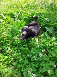 Моя самая свежая подобранка.))) Нора. Забрала щенка с улицы знакомая, просила телефон приюта или волонтёров, но я забрала её себе. В семье уже была собака. Тоже подобрана 8 лет назад щенком.
Девчонки отлично поладили. Старшая Гера перестала грустить и печалиться (после смерти старой собаки). Теперь слаженная банда. Играют, лопают дружно. Последние фото сегодняшнее. На прогулке встретили незнакомого кота. Хотели познакомиться.)))))