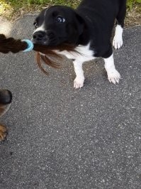 Моя самая свежая подобранка.))) Нора. Забрала щенка с улицы знакомая, просила телефон приюта или волонтёров, но я забрала её себе. В семье уже была собака. Тоже подобрана 8 лет назад щенком.
Девчонки отлично поладили. Старшая Гера перестала грустить и печалиться (после смерти старой собаки). Теперь слаженная банда. Играют, лопают дружно. Последние фото сегодняшнее. На прогулке встретили незнакомого кота. Хотели познакомиться.)))))