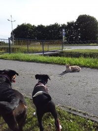 Моя самая свежая подобранка.))) Нора. Забрала щенка с улицы знакомая, просила телефон приюта или волонтёров, но я забрала её себе. В семье уже была собака. Тоже подобрана 8 лет назад щенком.
Девчонки отлично поладили. Старшая Гера перестала грустить и печалиться (после смерти старой собаки). Теперь слаженная банда. Играют, лопают дружно. Последние фото сегодняшнее. На прогулке встретили незнакомого кота. Хотели познакомиться.)))))