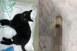 А нам вчера камень удалили из мочевого пузыря. Теперь будем здоровые и веселые!