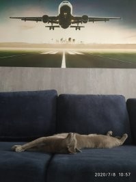 А вот наш котик, балдеет, пока сын на даче)